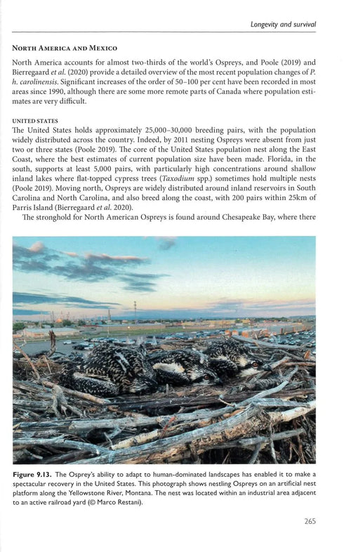 The Osprey, Mackrill - 2024