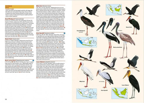 Birds of Indonesian Archipelago - Eaton, J. 2016, kovakantinen