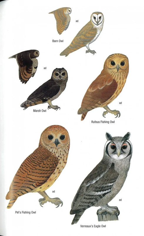 Birds of Ghana, Second edition - Borrow 2022