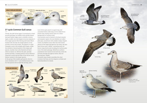 Gulls of Europe, North Africa, and the Middle East: An Identification Guide - Adriaens, P. 2021