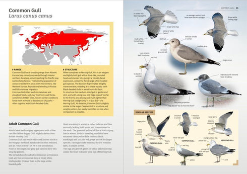 Gulls of Europe, North Africa, and the Middle East: An Identification Guide - Adriaens, P. 2021