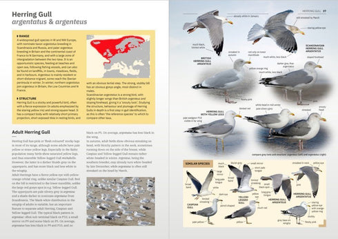 Gulls of Europe, North Africa, and the Middle East: An Identification Guide - Adriaens, P. 2021