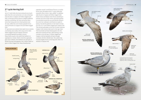 Gulls of Europe, North Africa, and the Middle East: An Identification Guide - Adriaens, P. 2021