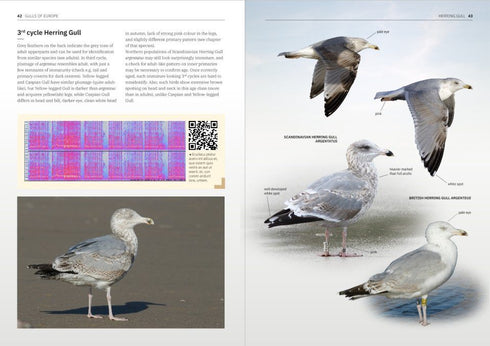 Gulls of Europe, North Africa, and the Middle East: An Identification Guide - Adriaens, P. 2021