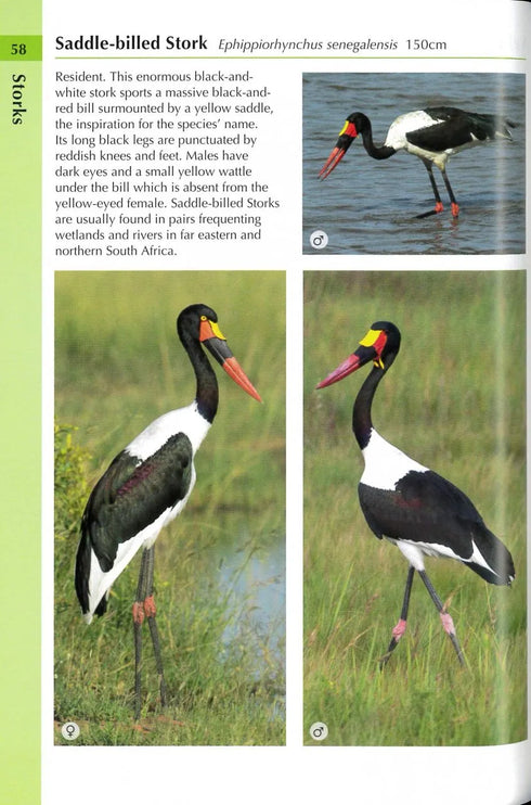 Birds of South Africa (Helm Wildlife Guides) paperikantinen - 2022