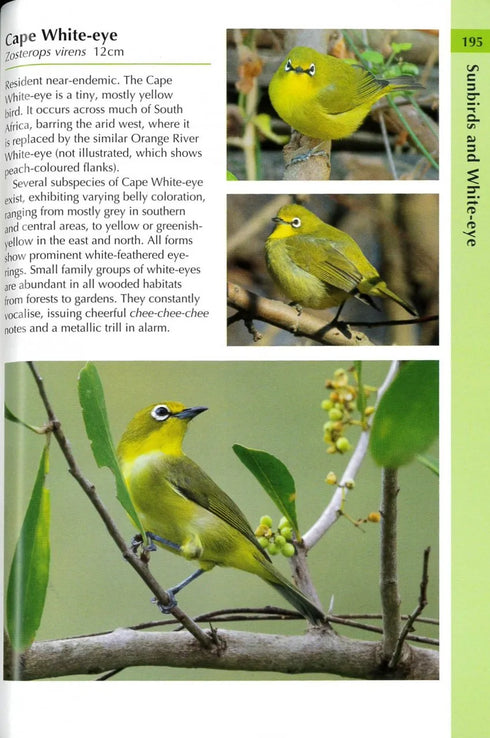 Birds of South Africa (Helm Wildlife Guides) paperikantinen - 2022