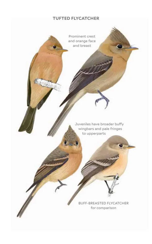 Field Guide to North American Flycatchers- Empidonax and Pewees - Cin-Ty Lee 2023
