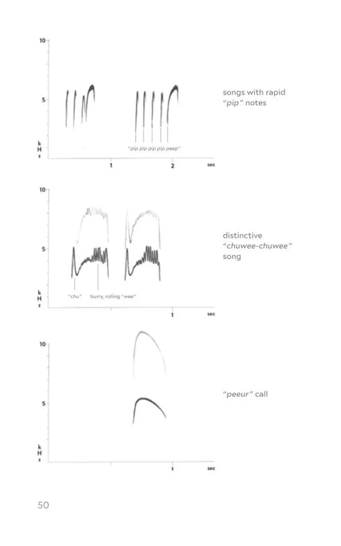 Field Guide to North American Flycatchers- Empidonax and Pewees - Cin-Ty Lee 2023