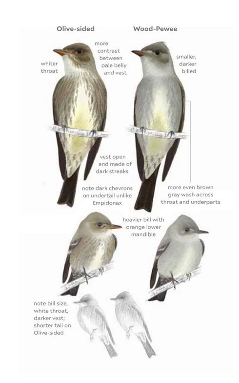 Field Guide to North American Flycatchers- Empidonax and Pewees - Cin-Ty Lee 2023
