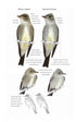 Field Guide to North American Flycatchers- Empidonax and Pewees - Cin-Ty Lee 2023