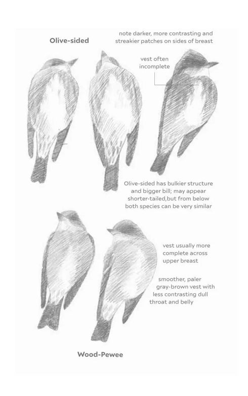 Field Guide to North American Flycatchers- Empidonax and Pewees - Cin-Ty Lee 2023