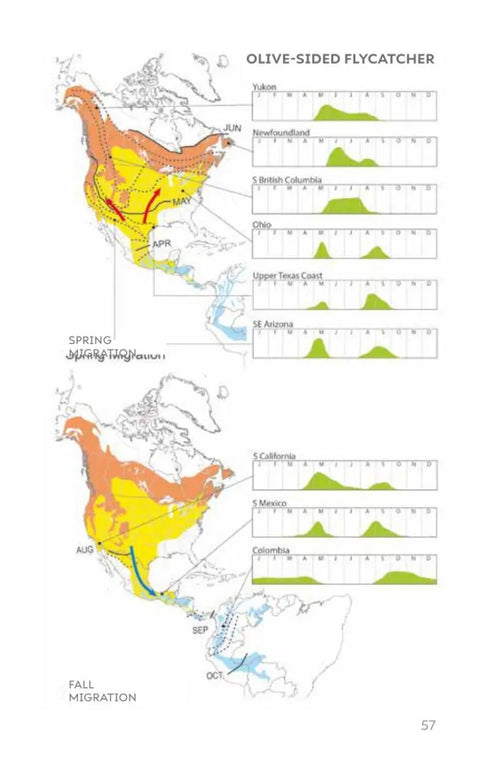 Field Guide to North American Flycatchers- Empidonax and Pewees - Cin-Ty Lee 2023