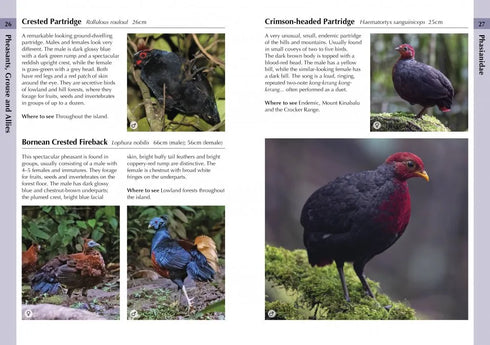 A Photographic Guide to Birds of Borneo - Myers 2023