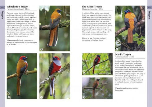A Photographic Guide to Birds of Borneo - Myers 2023