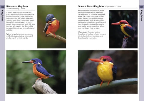 A Photographic Guide to Birds of Borneo - Myers 2023