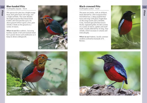 A Photographic Guide to Birds of Borneo - Myers 2023