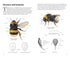 Pocket Guide to the Bumblebees of Great Britain and Ireland - Richard Lewington 2023