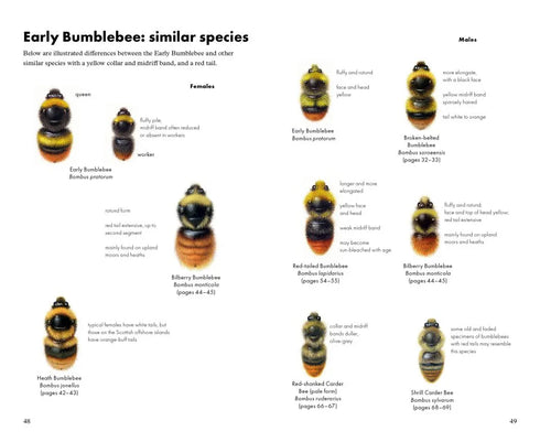 Pocket Guide to the Bumblebees of Great Britain and Ireland - Richard Lewington 2023