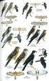 Birds of Senegal and Gambia, second edition - Borrow, N. 2023