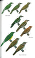 Birds of Senegal and Gambia, second edition - Borrow, N. 2023