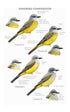 Field Guide to North American Flycatchers: Kingbirds and Myiarchus - Cin-Ty Lee 2024