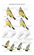 Field Guide to North American Flycatchers: Kingbirds and Myiarchus - Cin-Ty Lee 2024