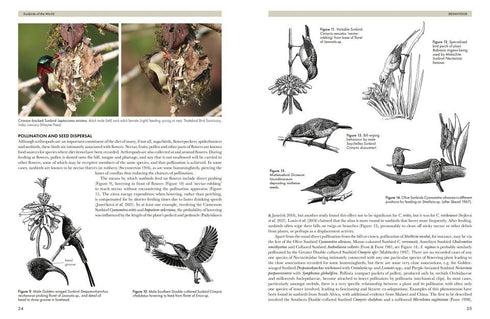 Sunbirds of the World, Sunbirds, Flowerpeckers, Spiderhunters and Sugarbirds 2.ed – Cheke, R. 2025