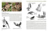 Sunbirds of the World, Sunbirds, Flowerpeckers, Spiderhunters and Sugarbirds 2.ed – Cheke, R. 2025