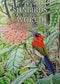 Sunbirds of the World, Sunbirds, Flowerpeckers, Spiderhunters and Sugarbirds 2.ed – Cheke, R. 2025