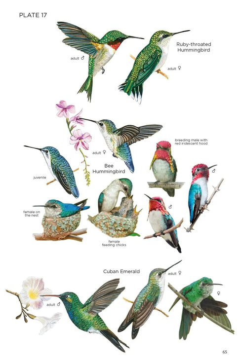 Birds of Cuba, 2nd ed. -   Kirkconnell,A. & Garrido,O.H.  2024