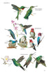 Birds of Cuba, 2nd ed. -   Kirkconnell,A. & Garrido,O.H.  2024