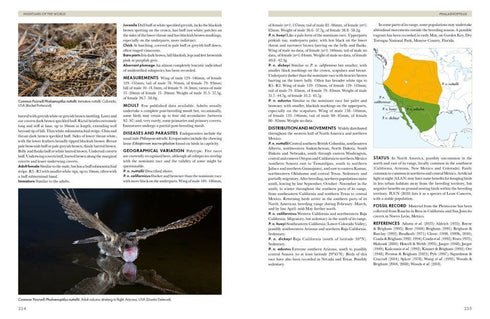 Nightjars of the World - Nigel Cleere 2026