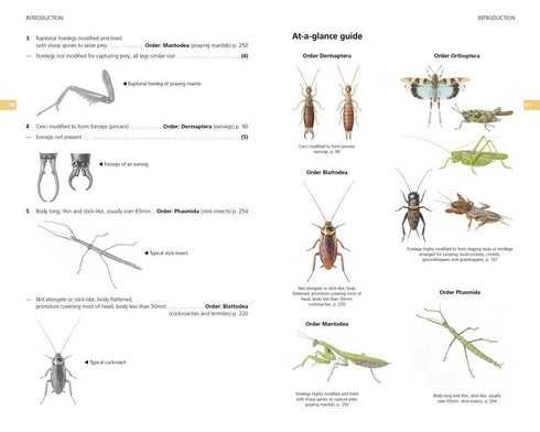 Field Guide to the Grasshoppers and Allies of Great Britain and Ireland - Sutton etc. 2026
