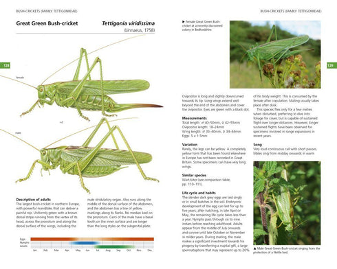 Field Guide to the Grasshoppers and Allies of Great Britain and Ireland - Sutton etc. 2026