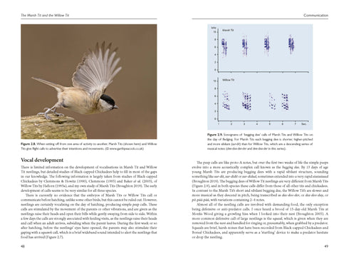 Marsh Tit and Willow Tit - Broughton 2024