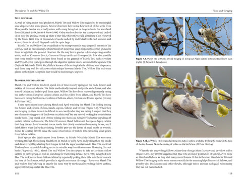 Marsh Tit and Willow Tit - Broughton 2024