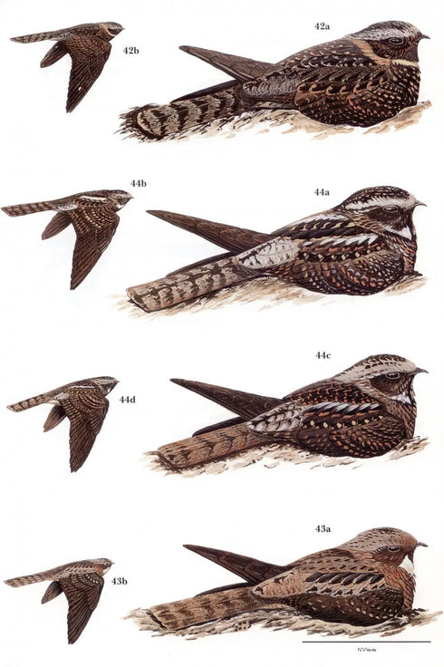 Nightjars - A Guide to Nightjars and Related Nightbirds - Cleere, N. 2000