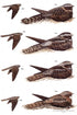 Nightjars - A Guide to Nightjars and Related Nightbirds - Cleere, N. 2000