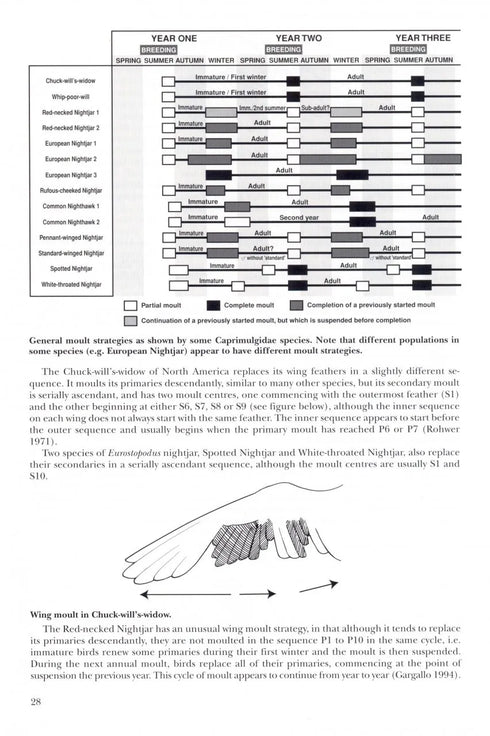 Nightjars - A Guide to Nightjars and Related Nightbirds - Cleere, N. 2000