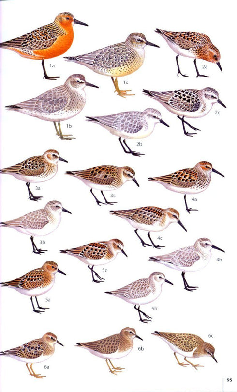A Field Guide to the Birds of the Atlantic Islands: Canary Islands, Madeira, Azores, Cape Verde - Clarke, T. ym. 2006