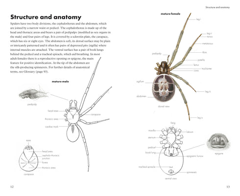 Pocket guide to British Spiders - Richard Lewington 2025