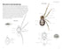 Pocket guide to British Spiders - Richard Lewington 2025