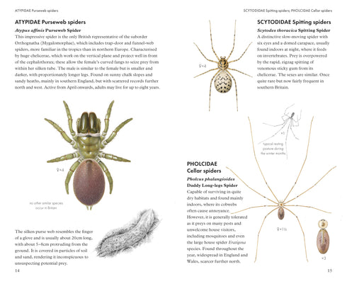 Pocket guide to British Spiders - Richard Lewington 2025