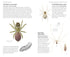 Pocket guide to British Spiders - Richard Lewington 2025