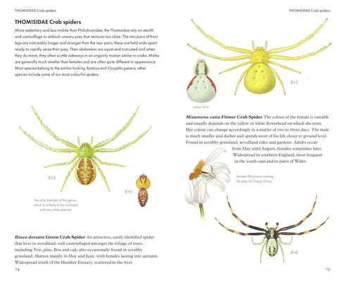 Pocket guide to British Spiders - Richard Lewington 2025