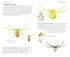 Pocket guide to British Spiders - Richard Lewington 2025