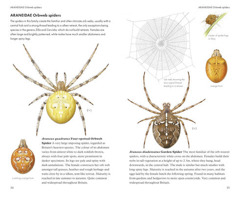 Pocket guide to British Spiders - Richard Lewington 2025
