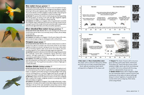 Identifying Migratory Birds by Sound in Britain and Europe, Wroza, 2024 - Tunnista lintujen lento- ja kutsuäänet