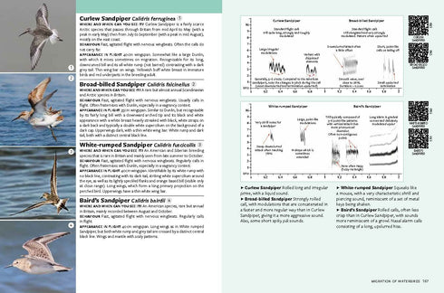 Identifying Migratory Birds by Sound in Britain and Europe, Wroza, 2024 - Tunnista lintujen lento- ja kutsuäänet