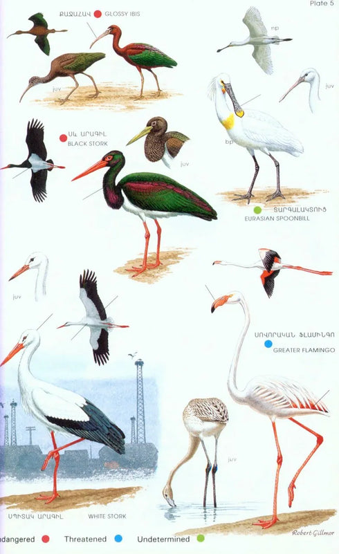 Field Guide to birds of Armenia - Martin S. Adamian 1997